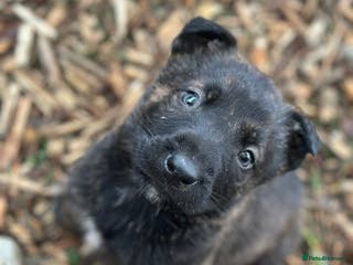 Mixed Breed dogs Dutch Herder Puppies - Advert 21