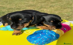 Miniature Dachshund dogs for sale: Miniature daschund puppies - Image 15