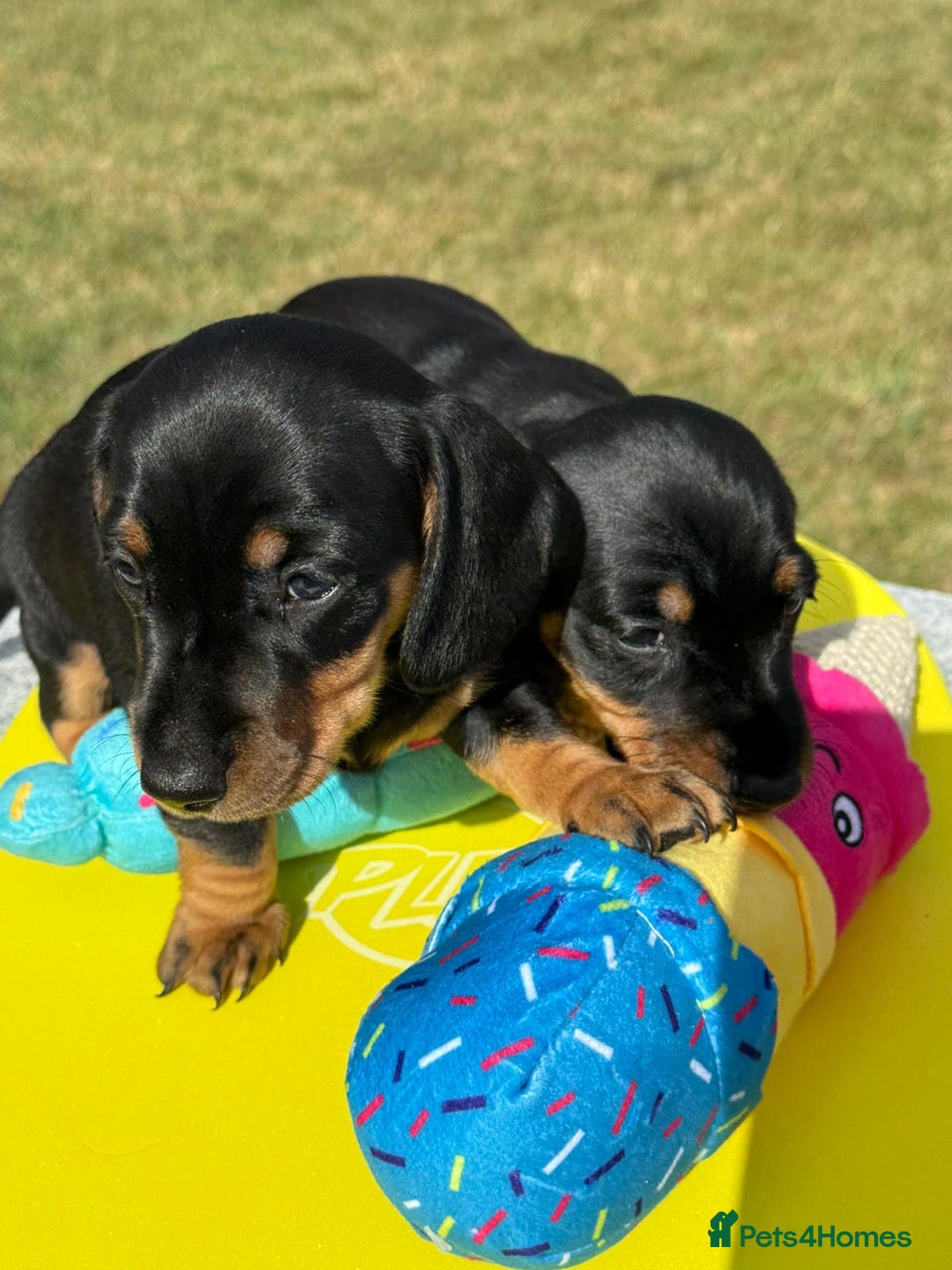 Miniature Dachshund dogs for sale: Miniature daschund puppies - Image 15