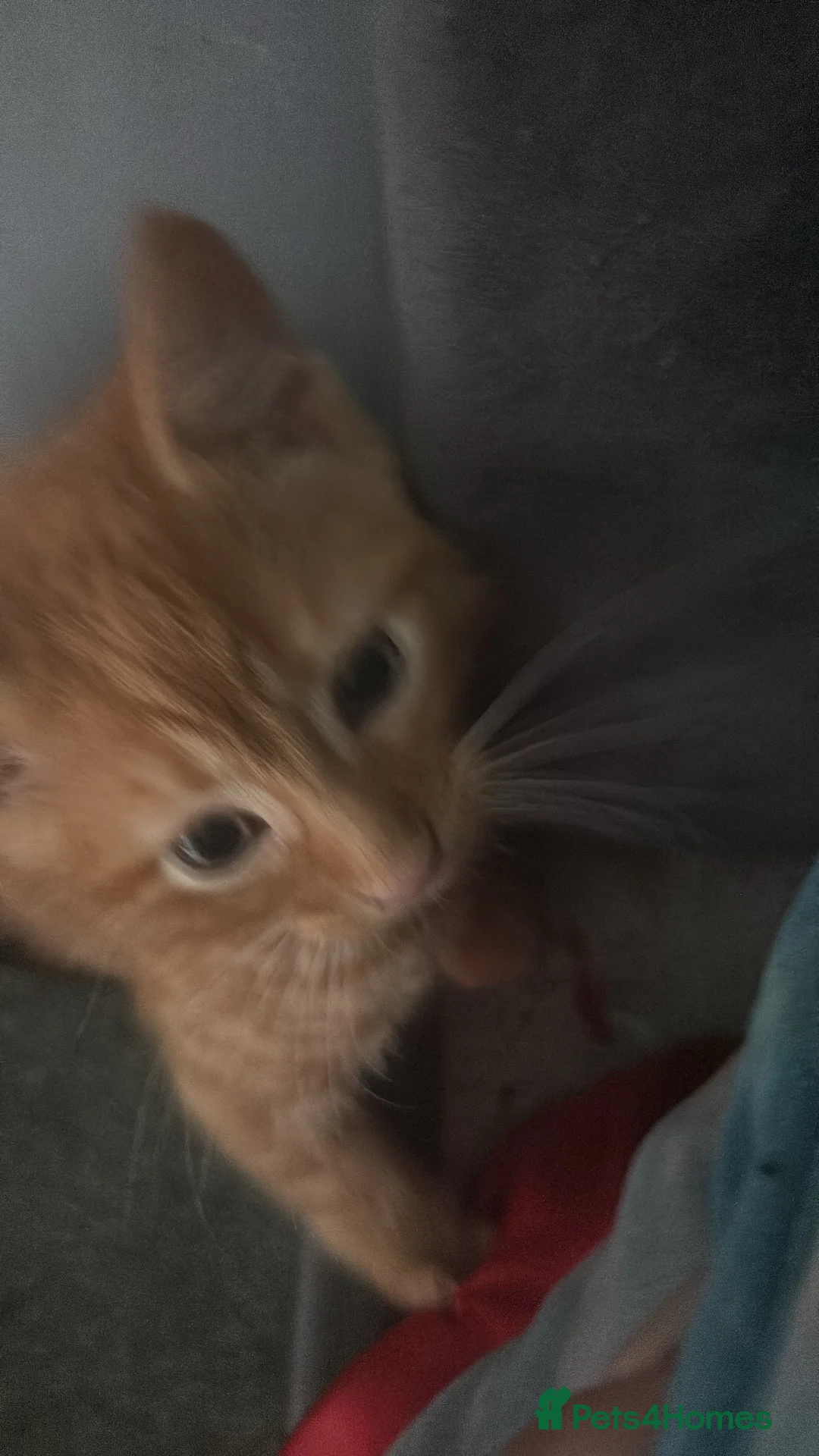 Mixed Breed cats for sale: Gingerbaby - Advert 10