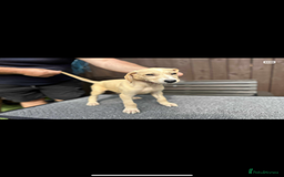 Lurcher dogs for sale: Beautiful Lurcher Puppies – Well Bred, Ready Now! - Image 6