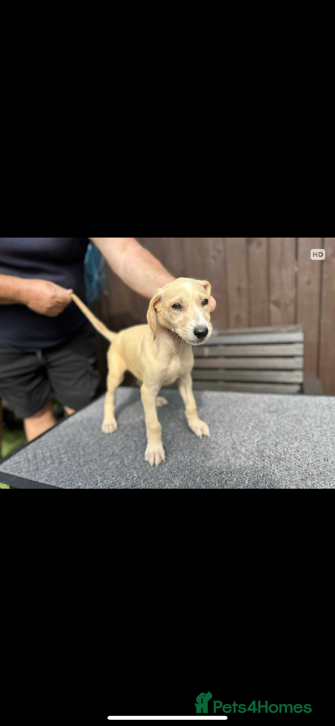 Lurcher dogs for sale: Beautiful Lurcher Puppies – Well Bred, Ready Now! - Image 6
