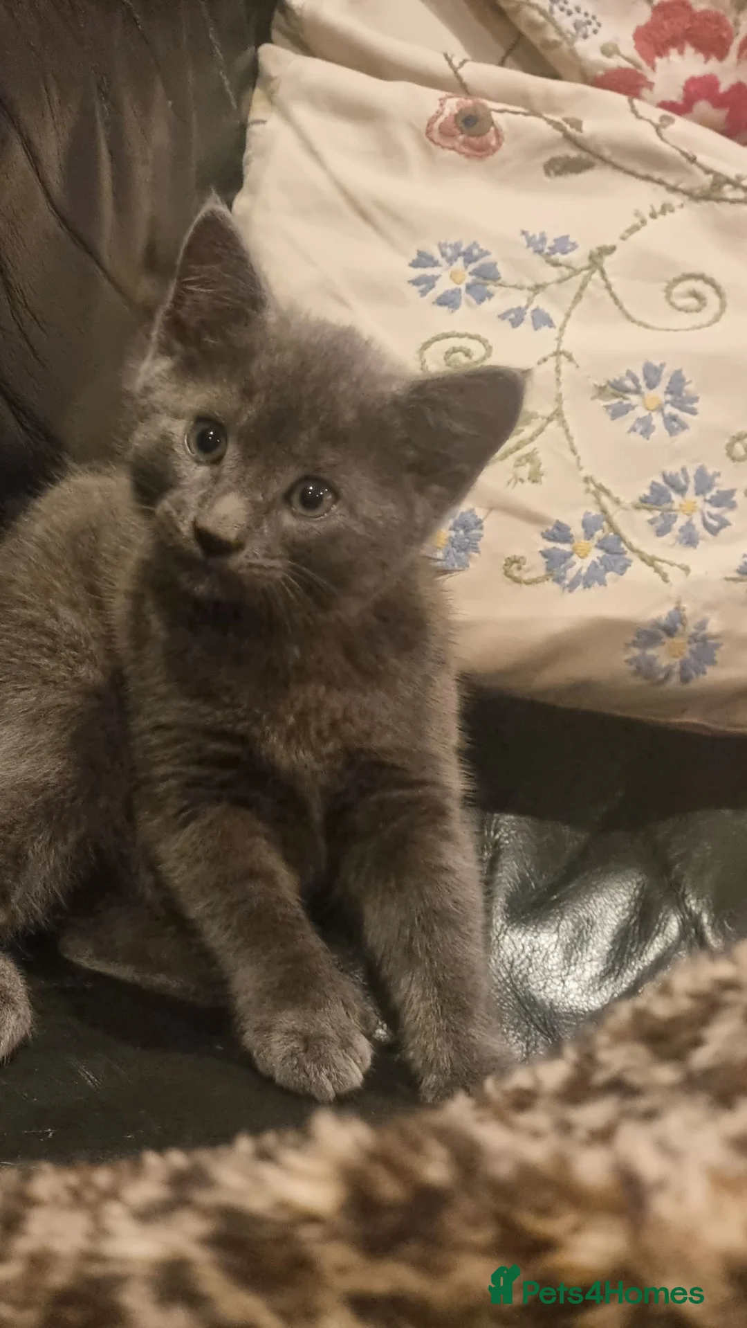 Mixed Breed cats for sale: STUNNING SILVER KITTEN - Advert 2