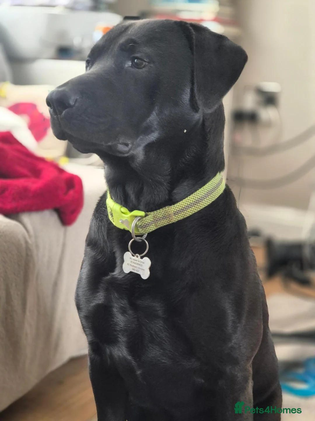 Gallery Image {{count}}