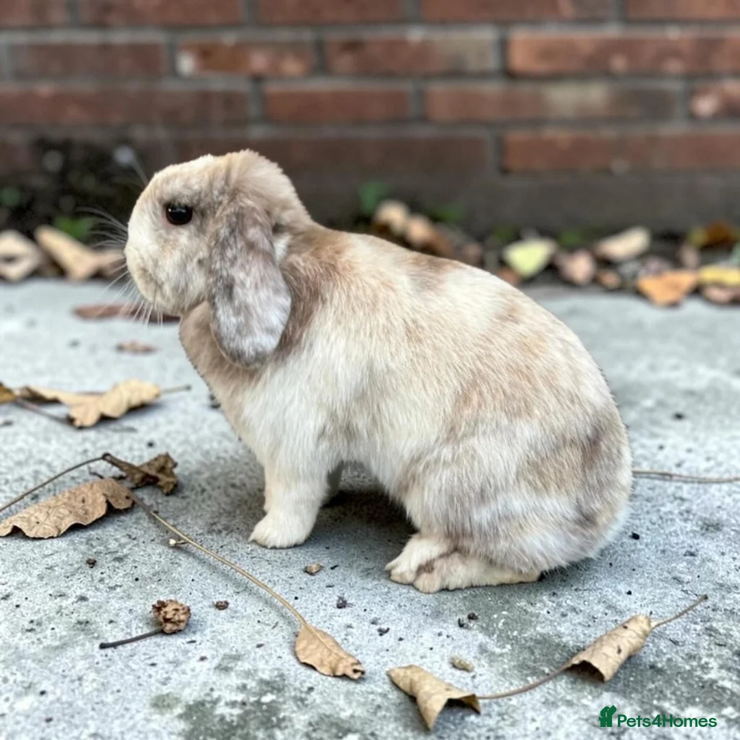 Mini Lop rabbits for sale: Mini lop doe  in Dagenham - Advert 3