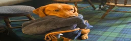 Labrador Retriever dogs for sale: Yellow/Red working Labradors - Advert 4