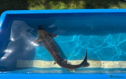 Koi Carp fish for sale: Various koi carp for sale  - Image 20