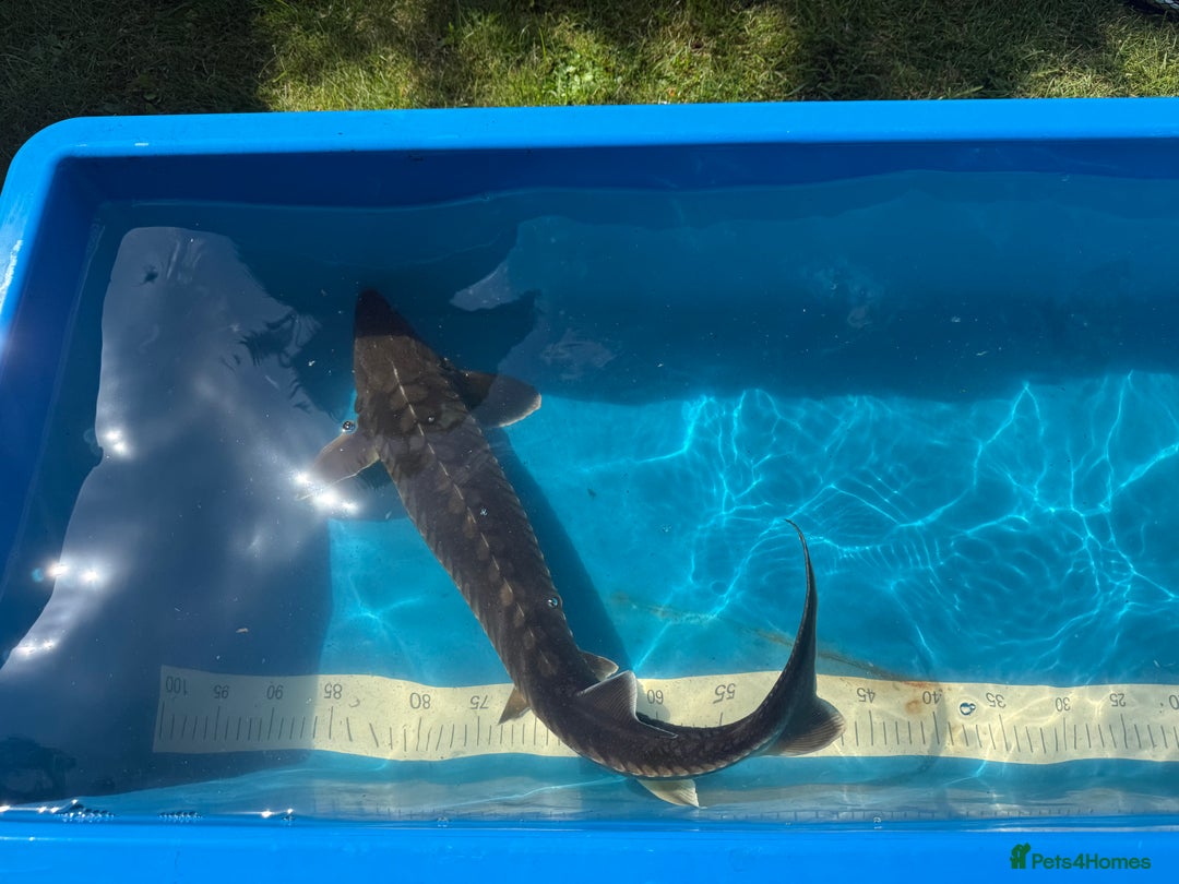Koi Carp fish for sale: Various koi carp for sale  - Image 20
