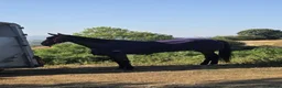 American Standardbred horses for sale: Harry, ride and drive - Advert 3