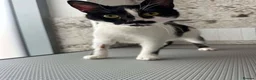 Mixed Breed cats for adoption: Milla for adoption in Kidlington - Advert 11
