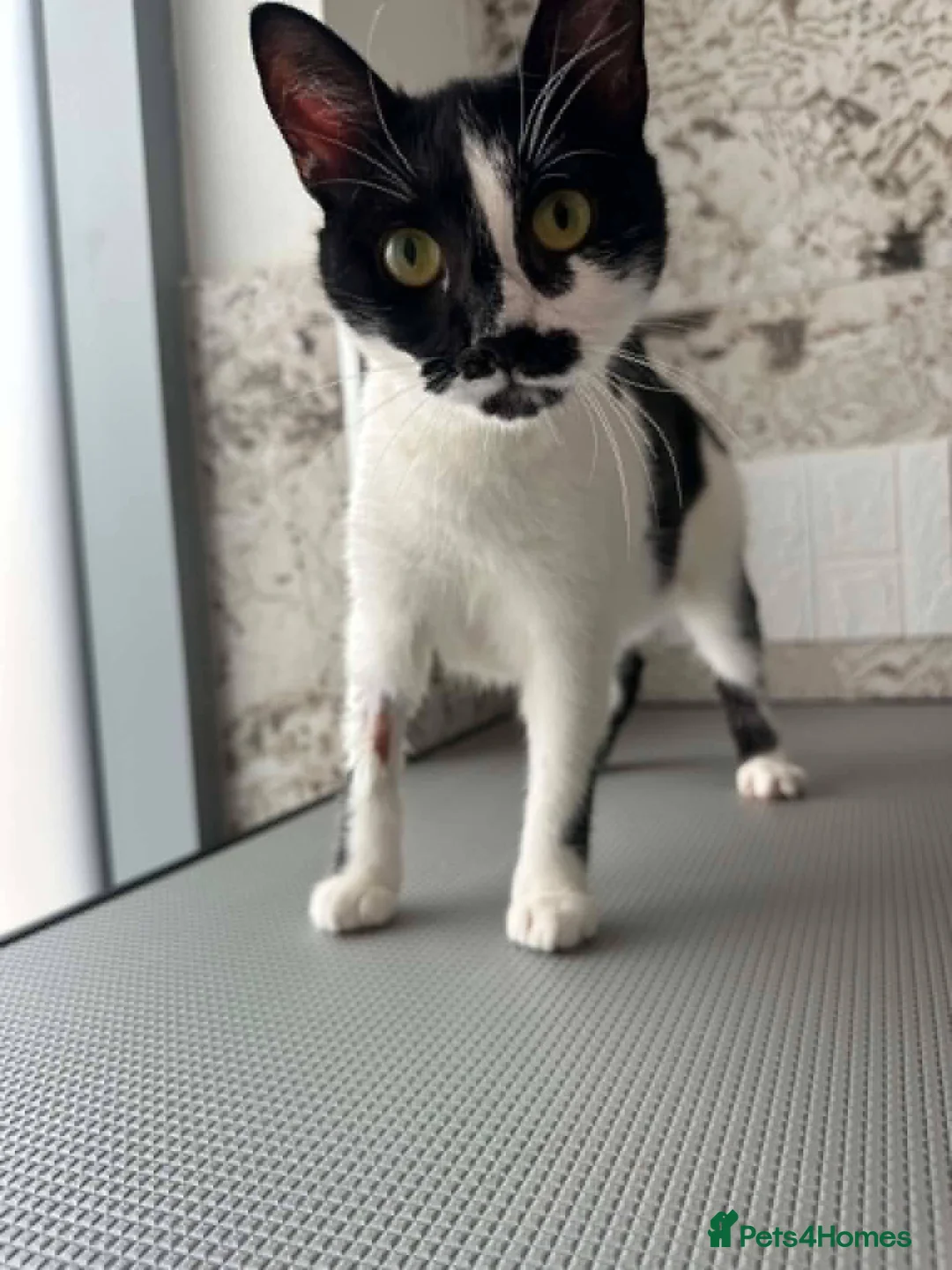 Mixed Breed cats for adoption: Milla for adoption in Kidlington - Advert 11