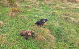 Cocker Spaniel dogs for sale: Tally - Image 7