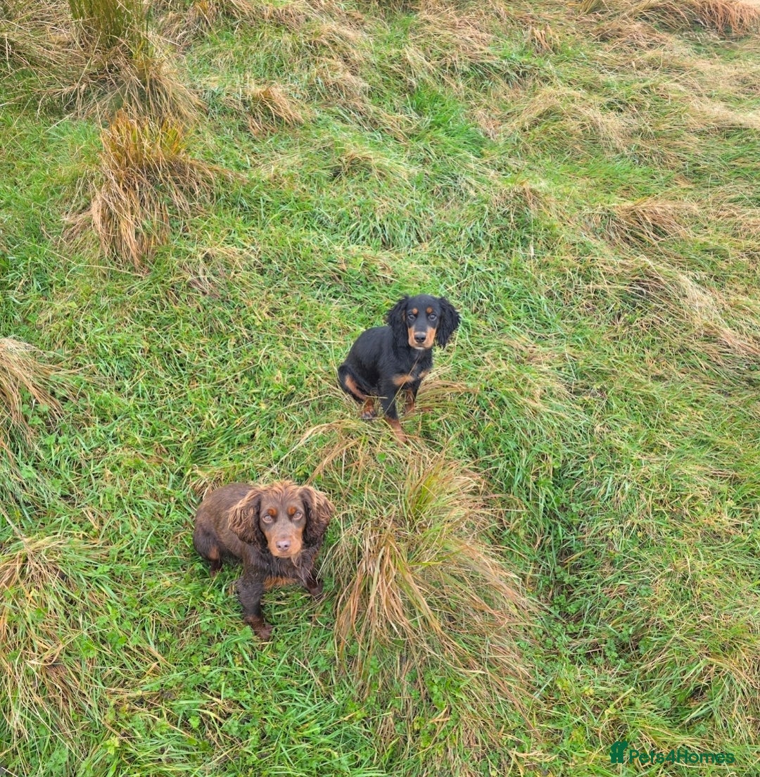 Cocker Spaniel dogs for sale: Tally - Image 7