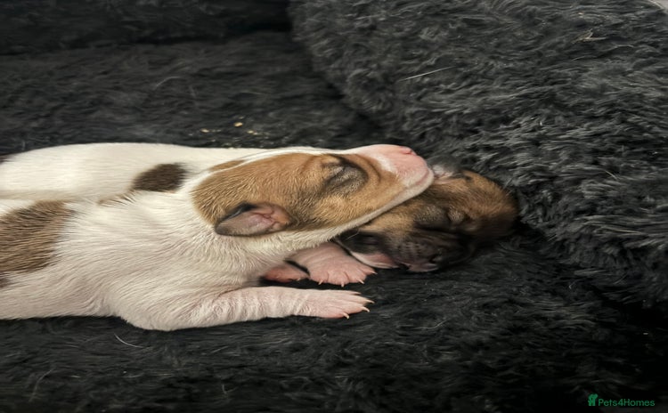 Jack Russell dogs - Advert 1