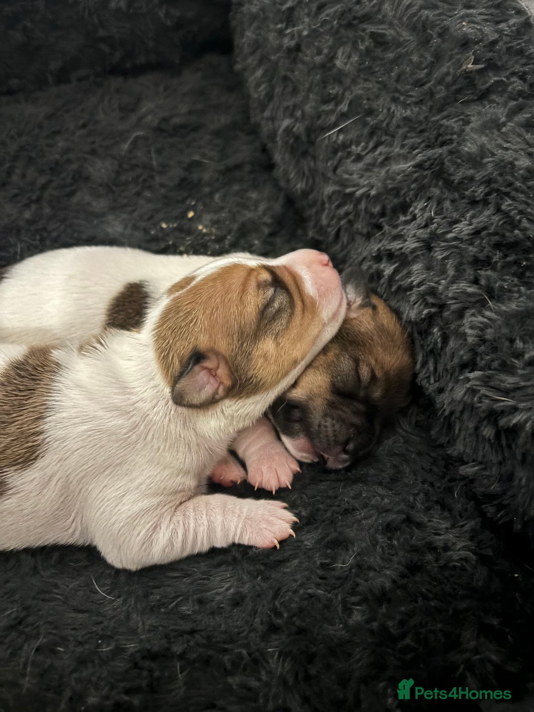 Jack Russell dogs for sale: Jack Russell pups - Image 1