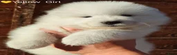 Samoyed dogs for sale: Exceptional pedigree puppies. - Advert 3