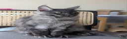 Maine Coon cats for sale: Maine coons 4 girls 3 boys  in Oswestry - Advert 24