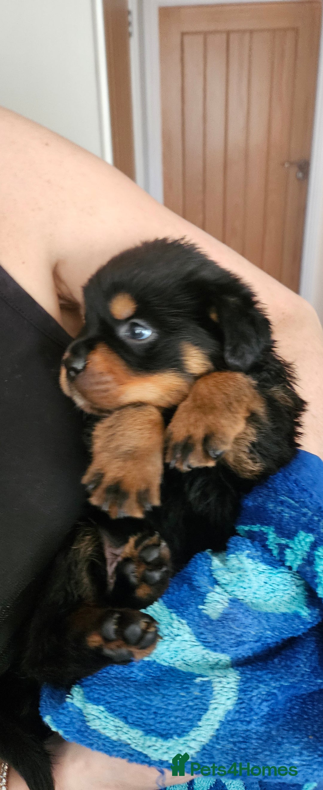 Rottweiler dogs for sale: Suberbly Bred KC Registered Rottweiler Puppies  - Advert 3