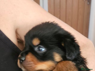 Rottweiler dogs Suberbly Bred KC Registered Rottweiler Puppies - Advert 8