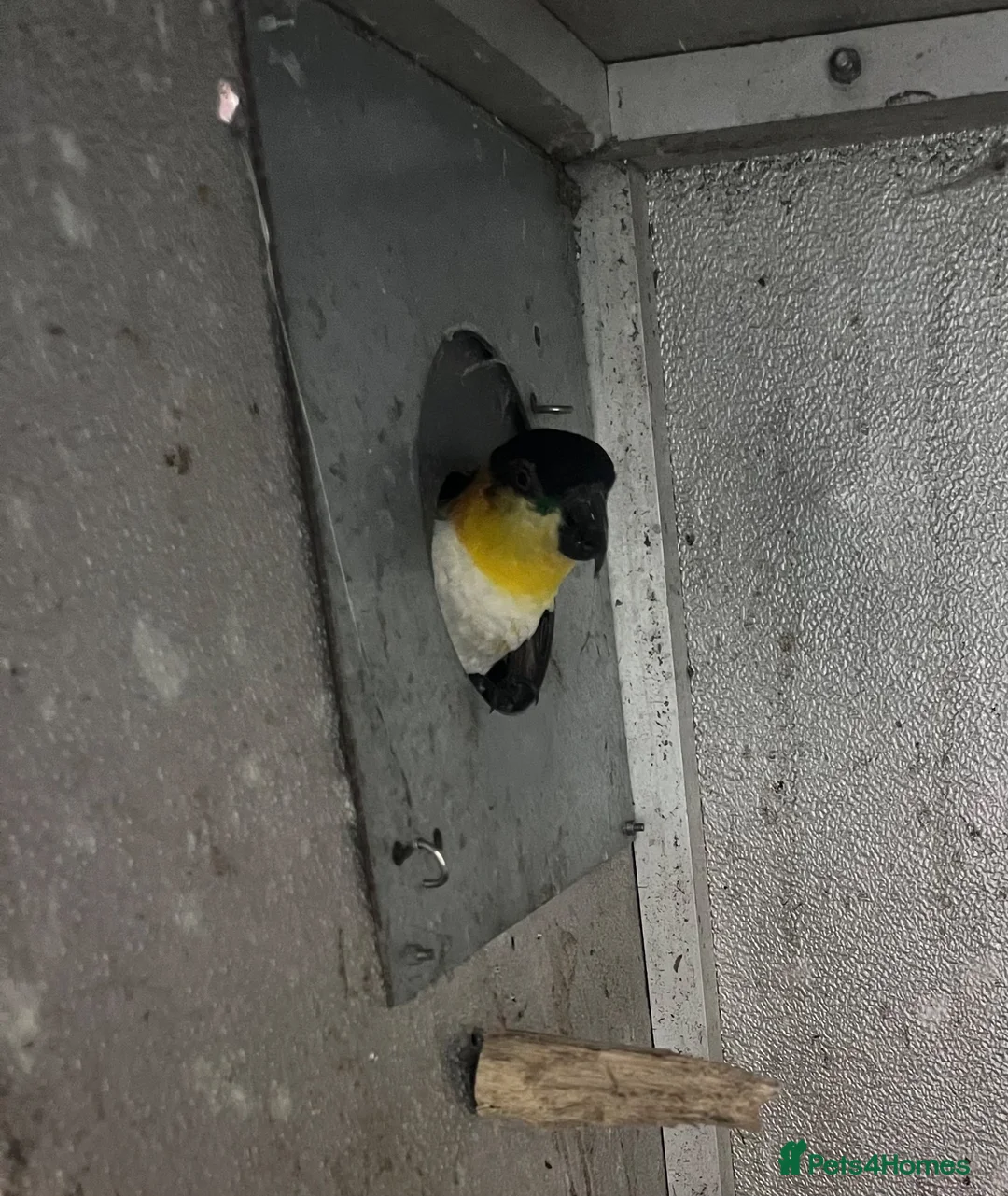 Parakeets birds for sale: Bonded pair of black headed caique  - Advert 8