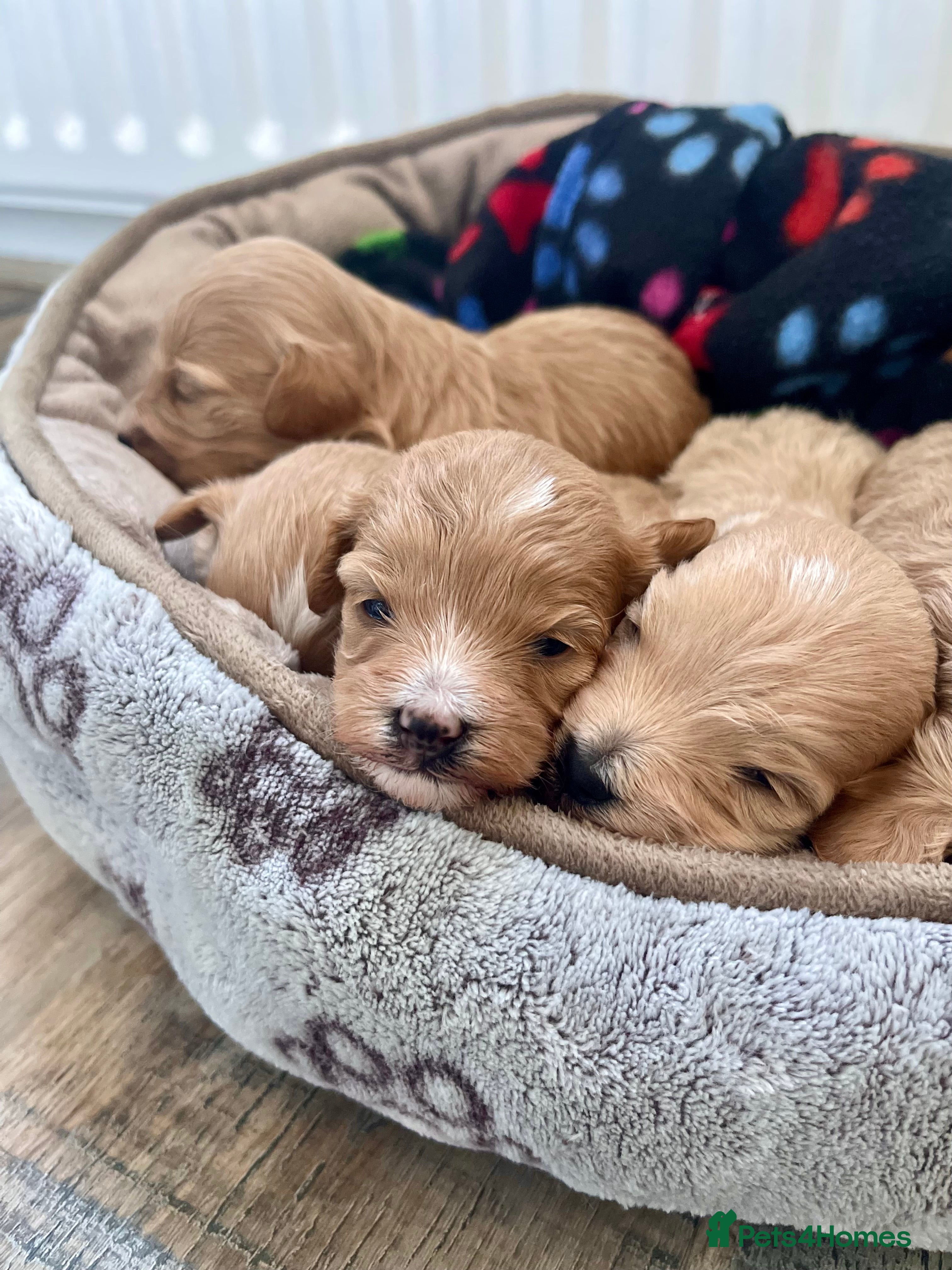 Maltipoo dogs Premium Red Caramel Maltipoo puppies F1 - Advert 3