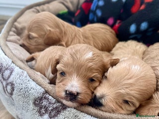 Maltipoo dogs Premium Red Caramel Maltipoo puppies F1 - Advert 3