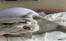 British Shorthair cats for sale: ⭐ Beautiful British Shorthair Hazel, 3.5 Years Old - Advert 2