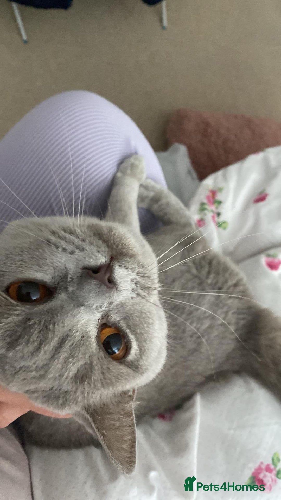 British Shorthair cats for sale: ⭐ Beautiful British Shorthair Hazel, 3.5 Years Old - Advert 2