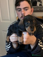 Dachshund dogs - Advert 1