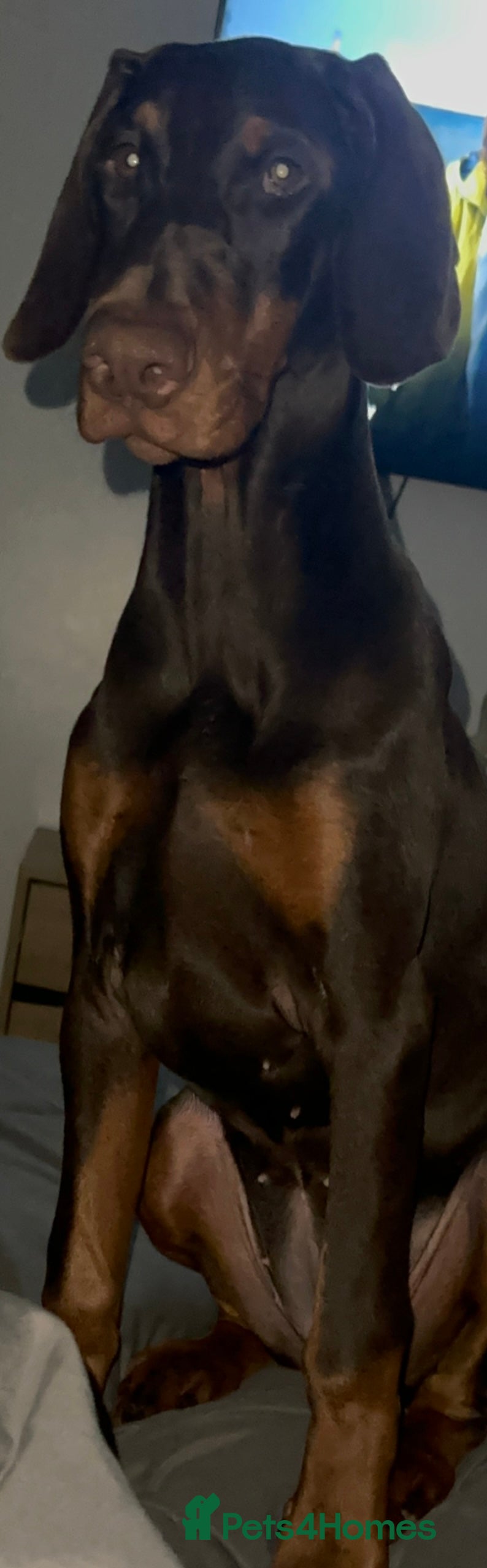 Dobermann dogs KC Doberman Female (7 months old) - Advert 2
