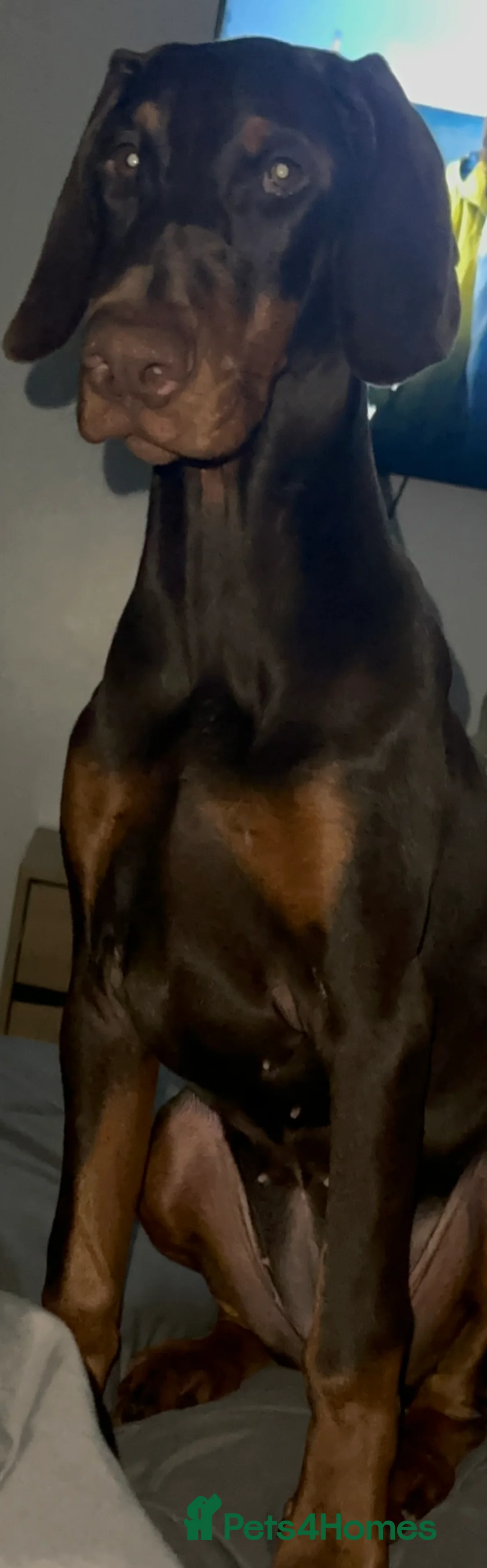 Dobermann dogs for sale: KC Doberman Female (7 months old) - Advert 1