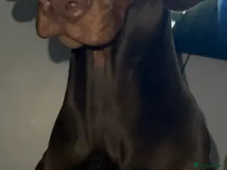 Dobermann dogs KC Doberman Female (7 months old) - Advert 11