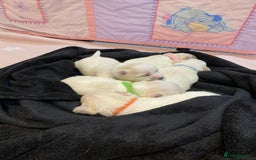 Maltese dogs for sale: Gorgeous pure white Maltese puppies! - Image 10