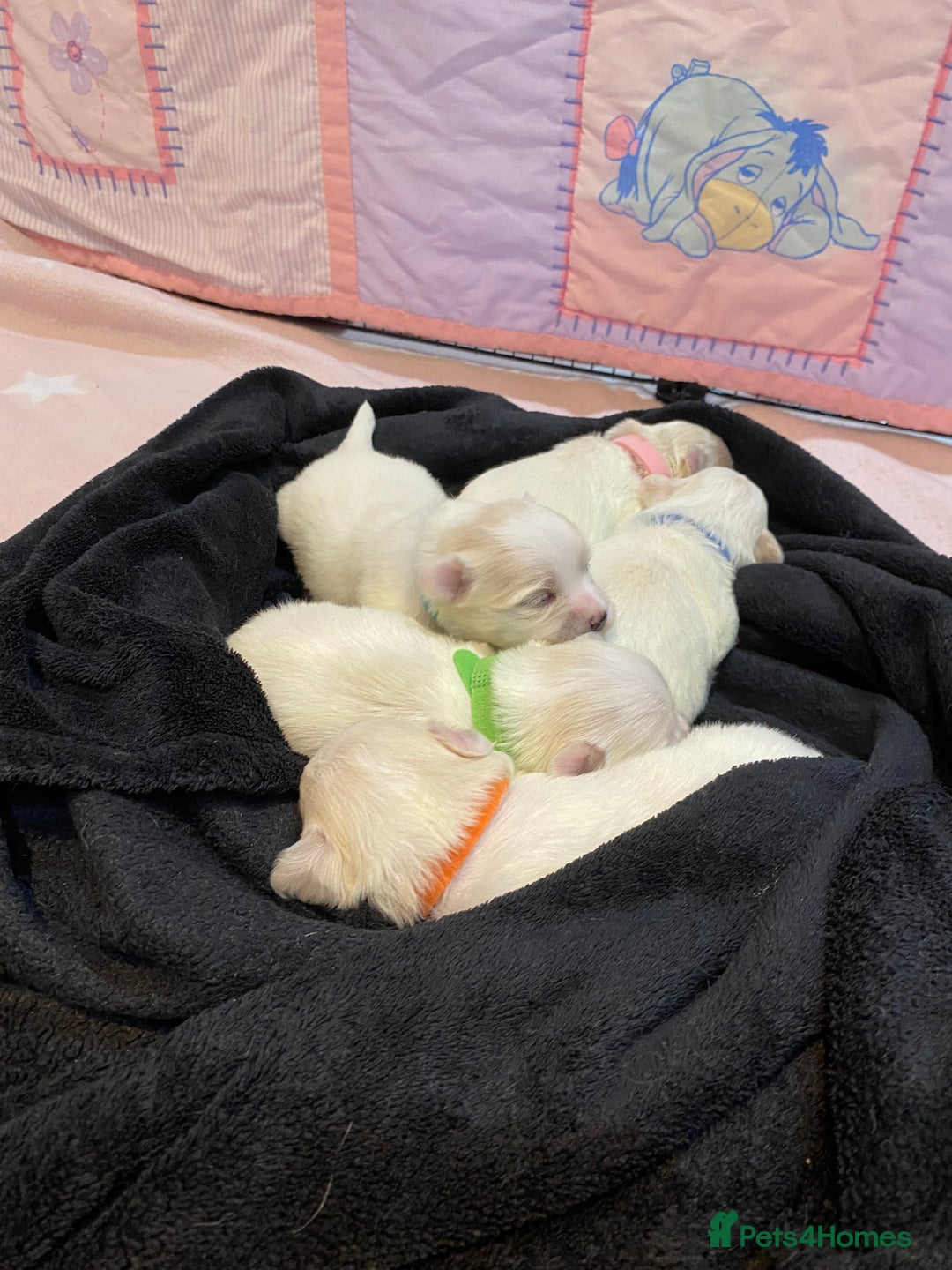 Maltese dogs for sale: Gorgeous pure white Maltese puppies! - Image 10