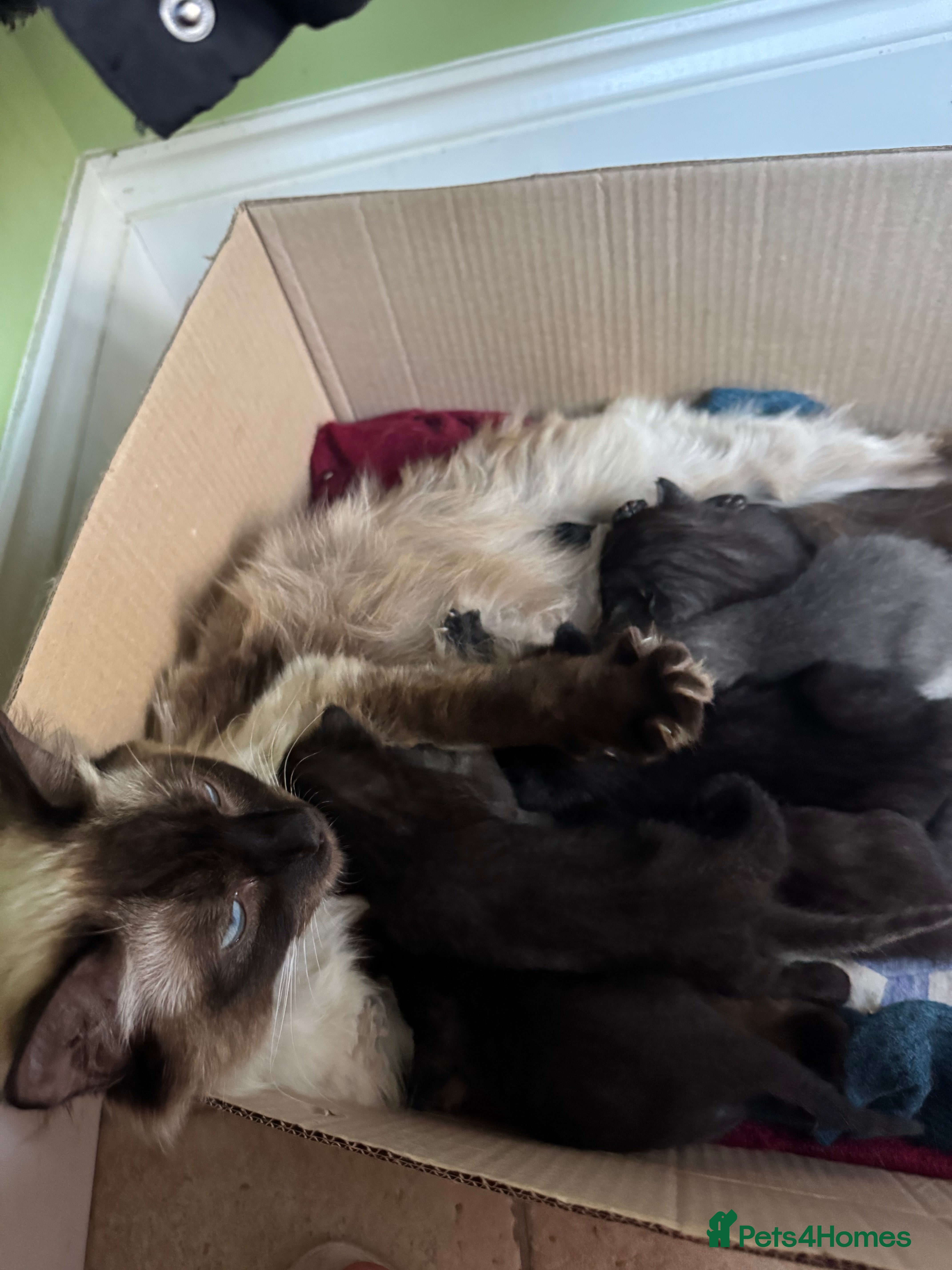 Ragdoll cats Beautiful kittens for sale.  - Advert 2