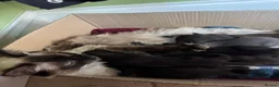 Ragdoll cats for sale: Beautiful kittens for sale.  - Advert 2