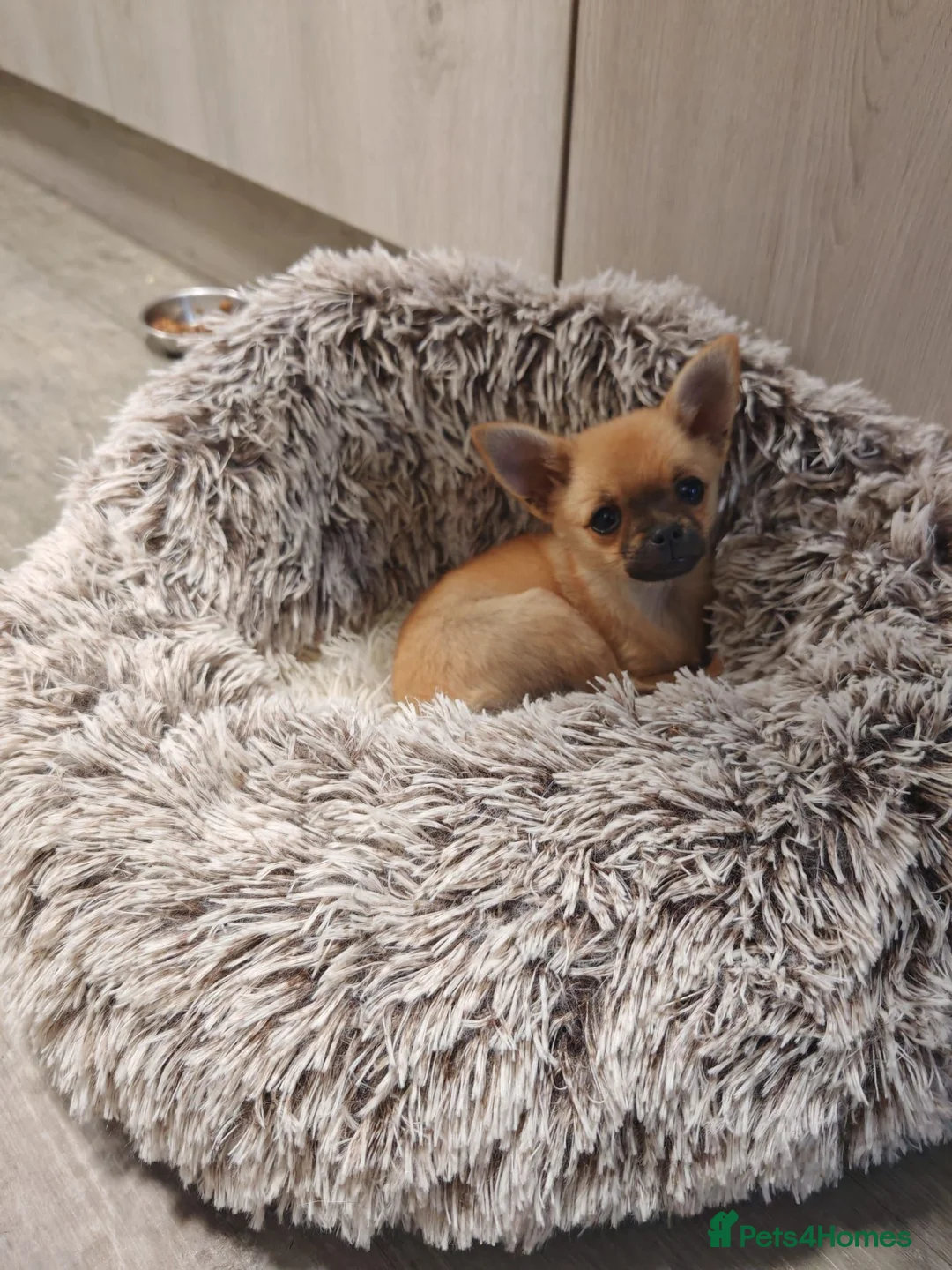 Chihuahua dogs for sale: Gorgeous tiny girl Chihuahua - Advert 1