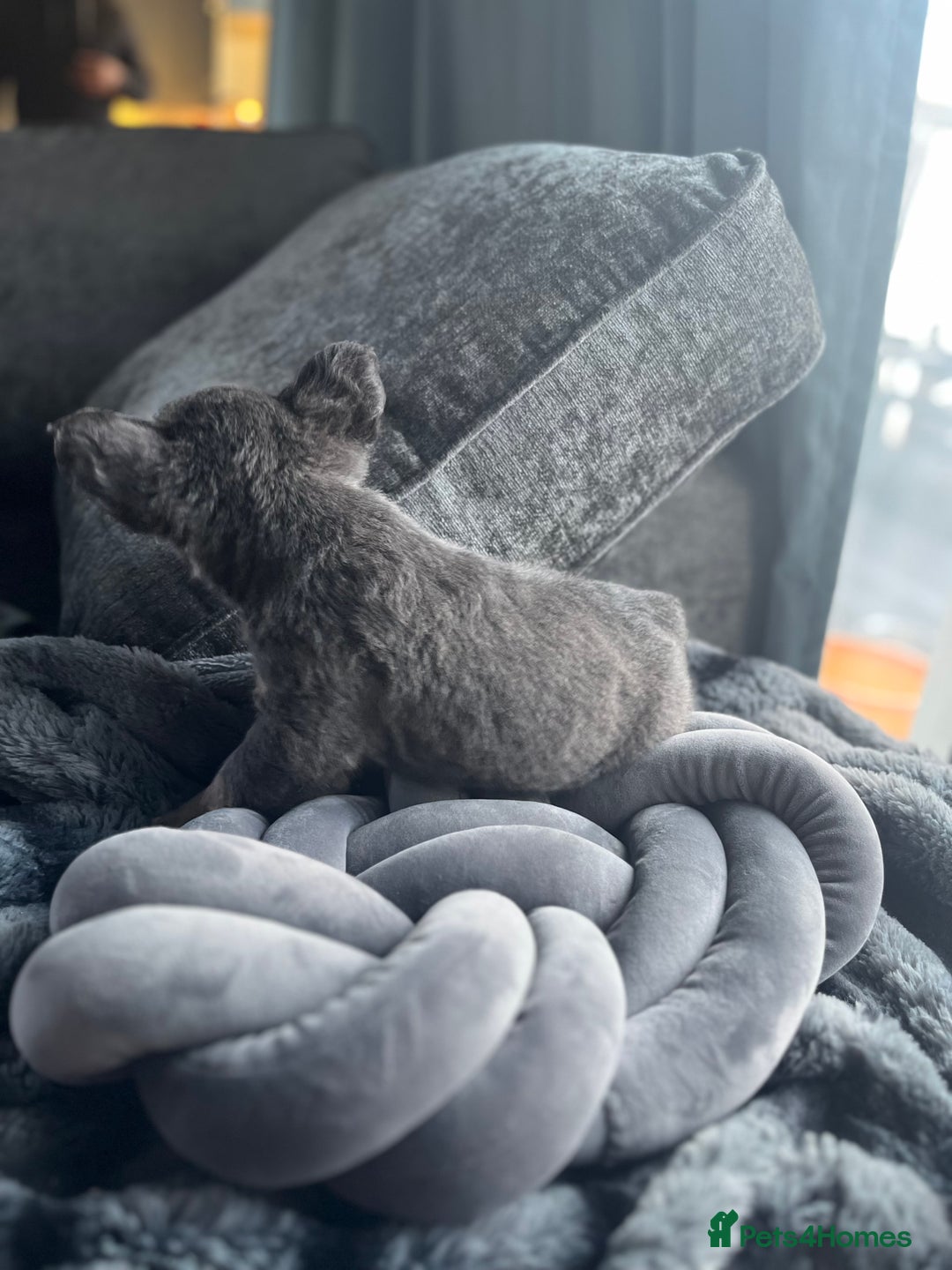 French Bulldog dogs for sale: Beautiful full fluffy frenchies  - Advert 33