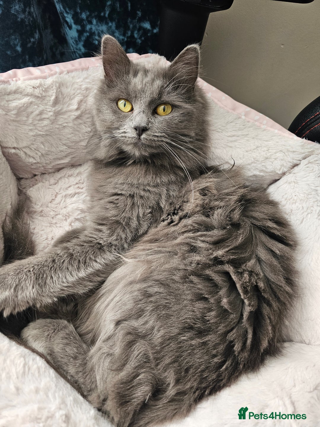 Ragdoll cats for sale: Ragdoll x Norwegian Forest Kittens - Advert 5