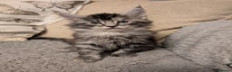 Maine Coon cats for sale: Stunning GCCF registered Maine Coon Kittens  - Advert 23