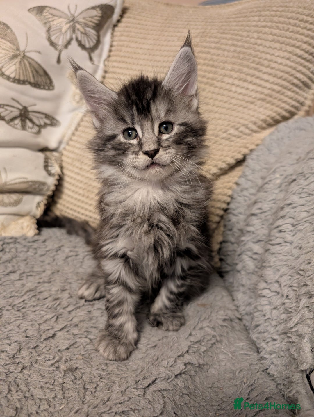Maine Coon cats for sale: Stunning GCCF registered Maine Coon Kittens  - Advert 23