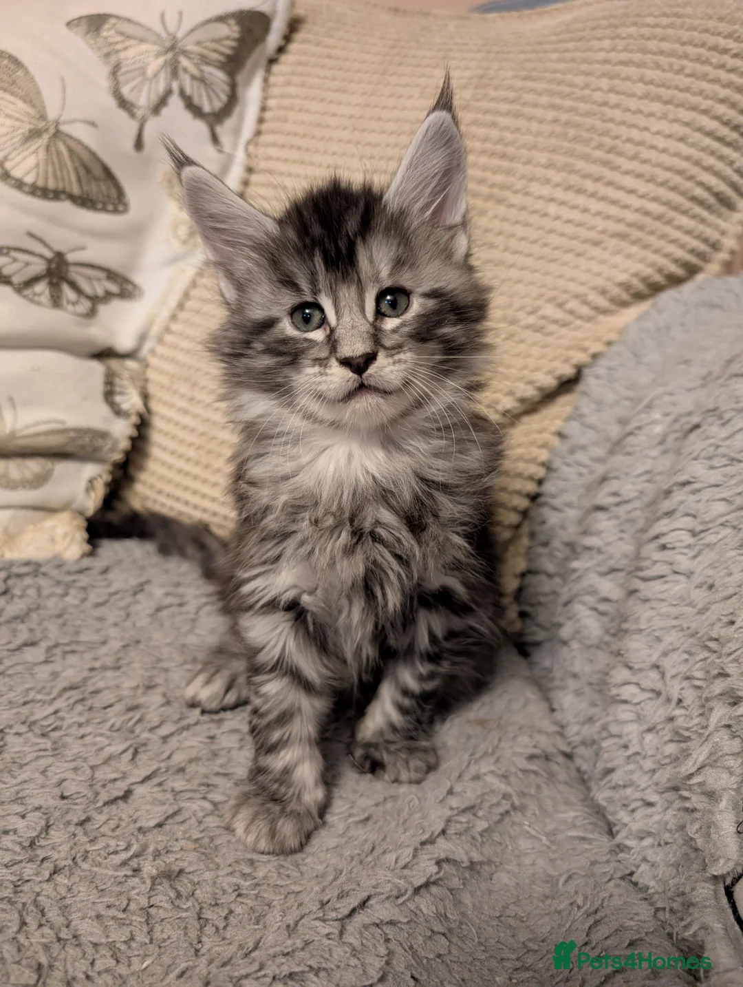 Maine Coon cats for sale: Stunning GCCF registered Maine Coon Kittens  - Advert 23