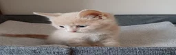 Mixed Breed cats for sale: Beautiful kittens😍😍😍😍😍 - Advert 19