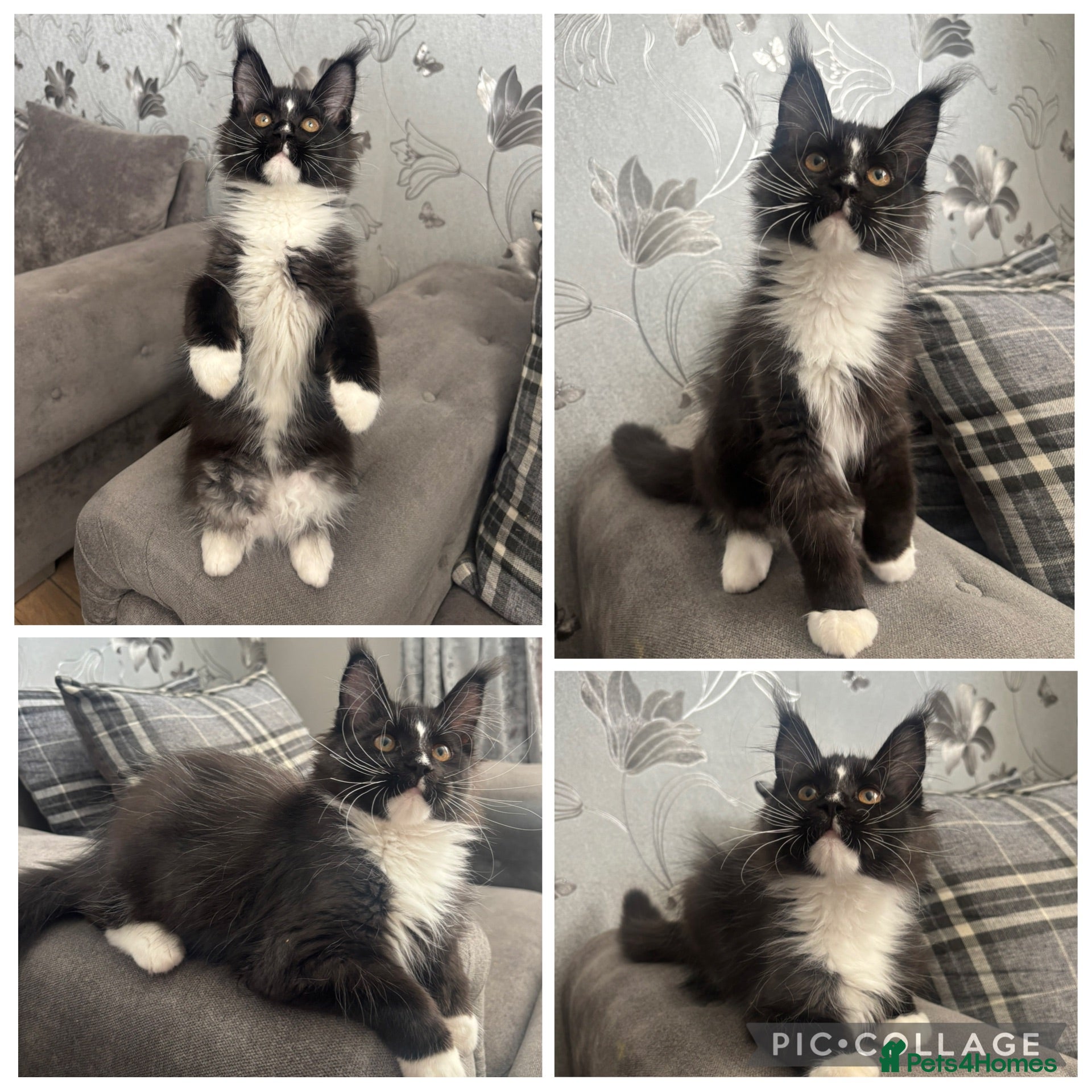 Maine Coon cats AMAZING TICA REGISTERED HEALTH TESTED KITTENS  - Advert 1