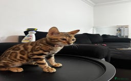 Bengal cats for sale: Bengal kitten for sale  - Image 2