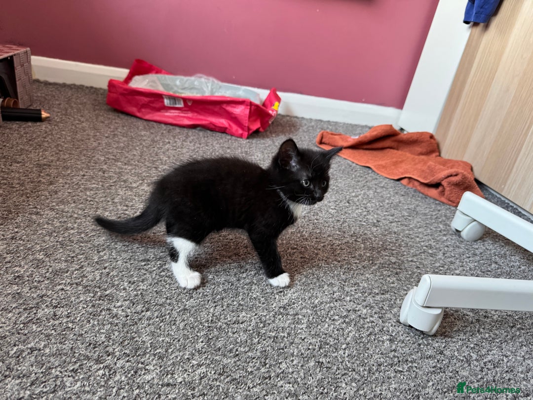 Mixed Breed cats for sale: Tuxedo kitten looking for a new home - Image 7