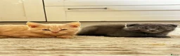 Mixed Breed cats for sale: Maine coon x Scottish fold - Advert 9