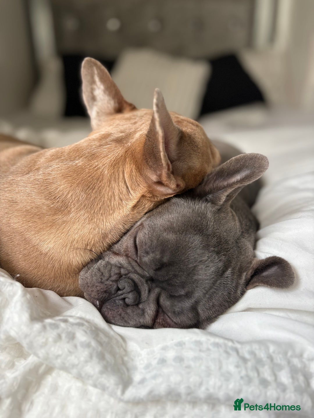 French Bulldog dogs for sale: French bulldog pedigree litter - Image 30