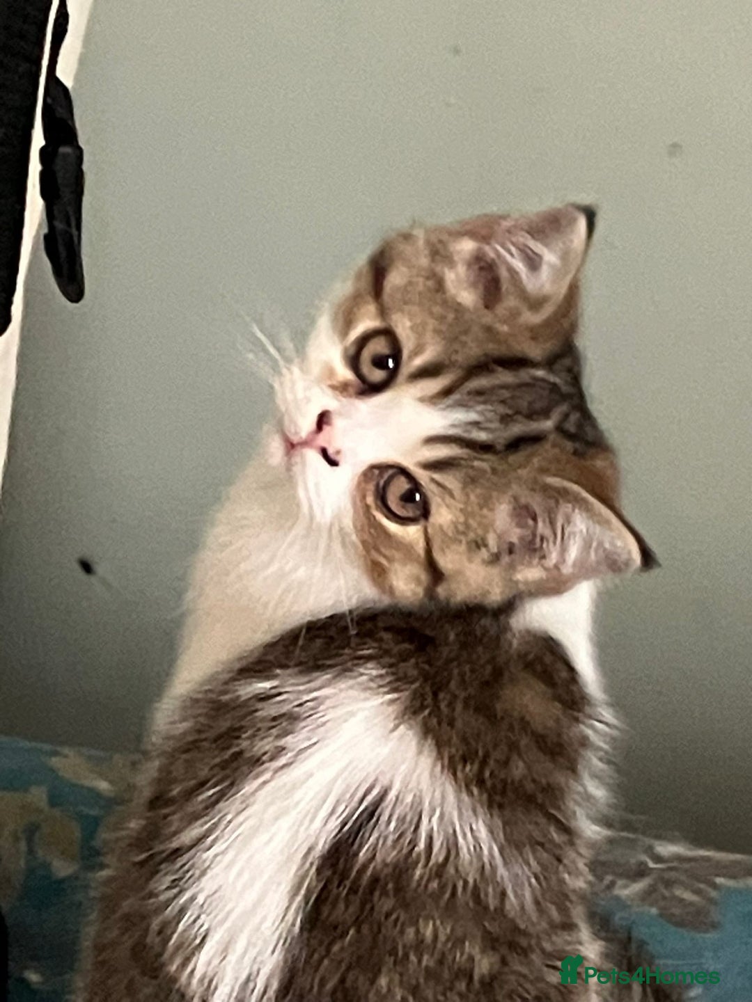 Exotic cats for sale: Beautiful exotic kittens  - Image 4