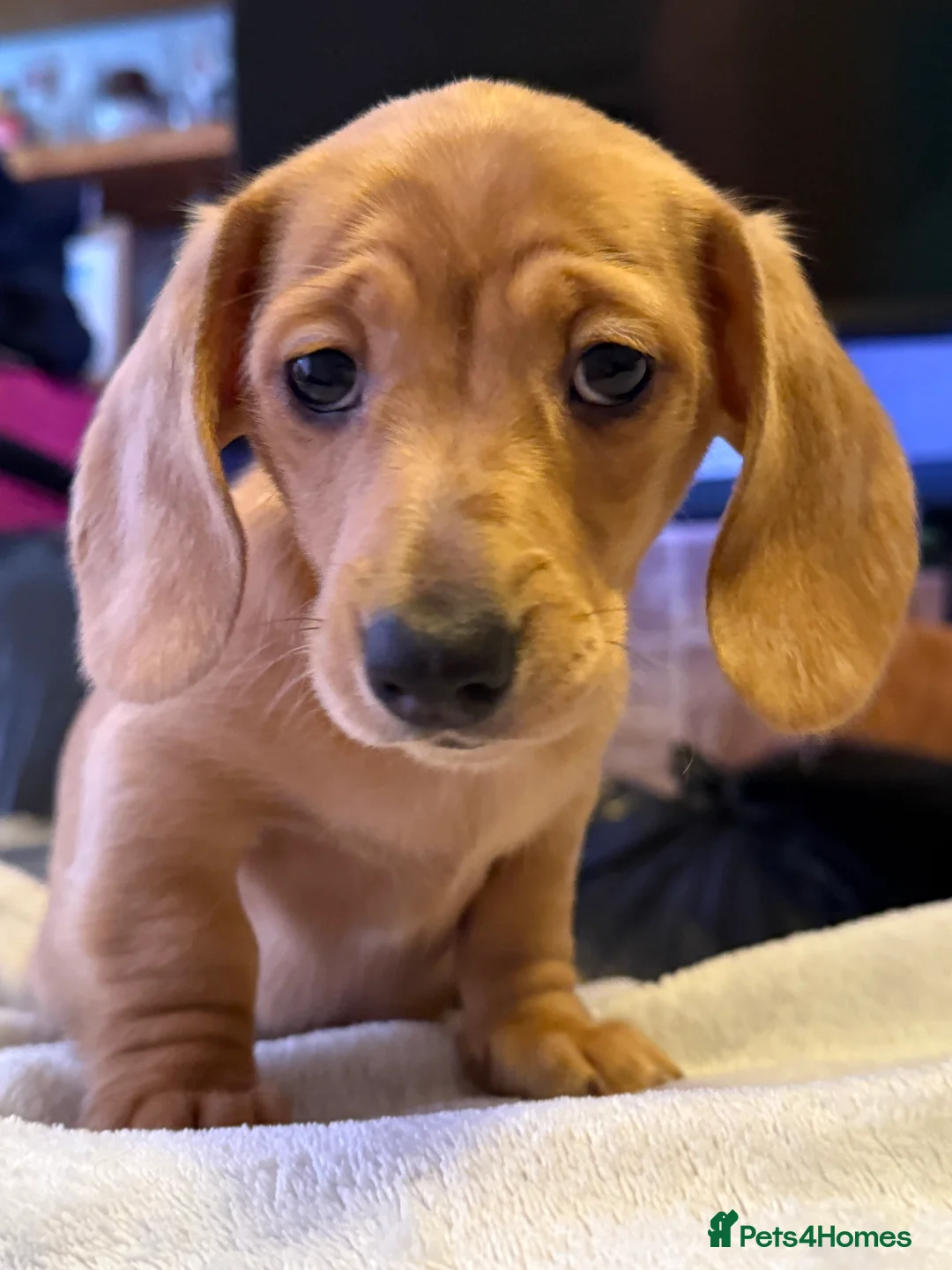 Miniature Dachshund dogs for sale: Ready now! KC miniature dachshund - Advert 27